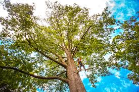 Best Pest Control for Lawns  in Eulyptus Hills, CA