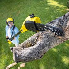 Best Stump Grinding and Removal  in Eulyptus Hills, CA
