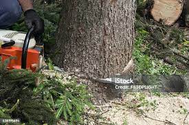 Trusted Eucalyptus Hills, CA Tree Removal Experts
