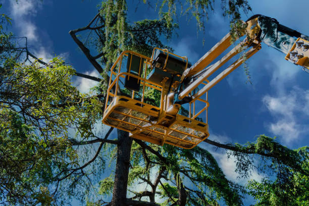 Lawn Irrigation Installation and Maintenance in Eucalyptus Hills, CA