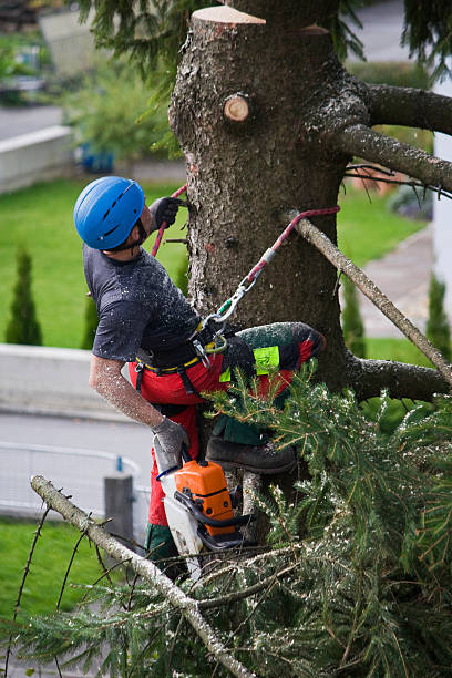 Best Weed Control  in Eulyptus Hills, CA